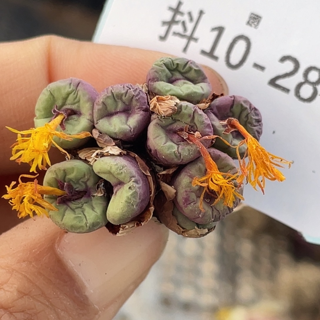 10-28嘴多肉植物肉锥