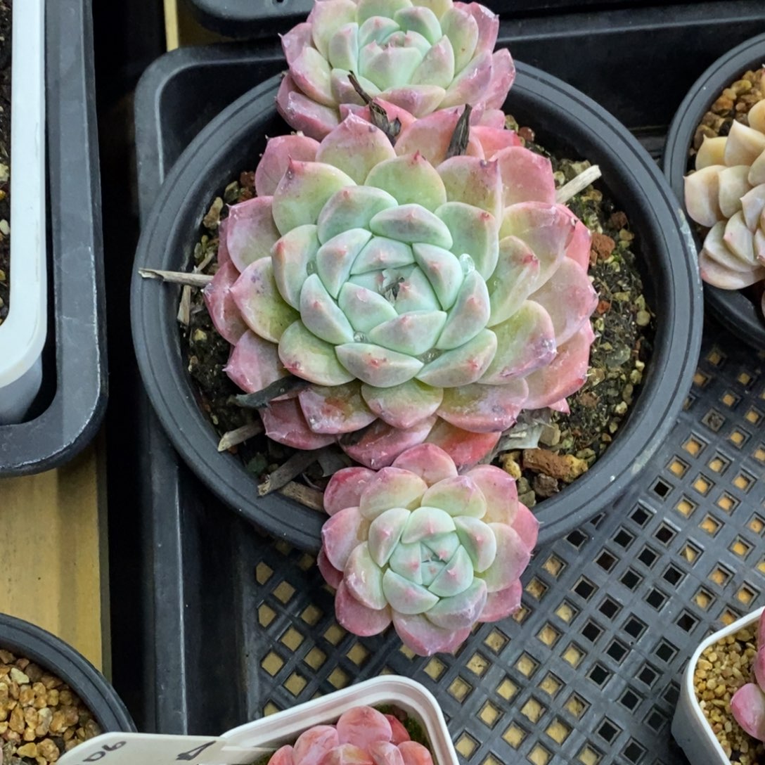 精品多肉一物一拍不包整409