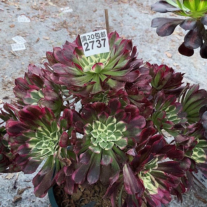 2737 一颗同花顺法师