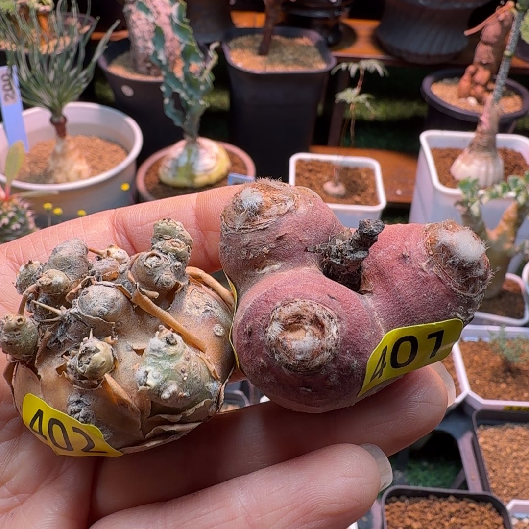 德****开普敦厚墩菊+层云洋葵402.401