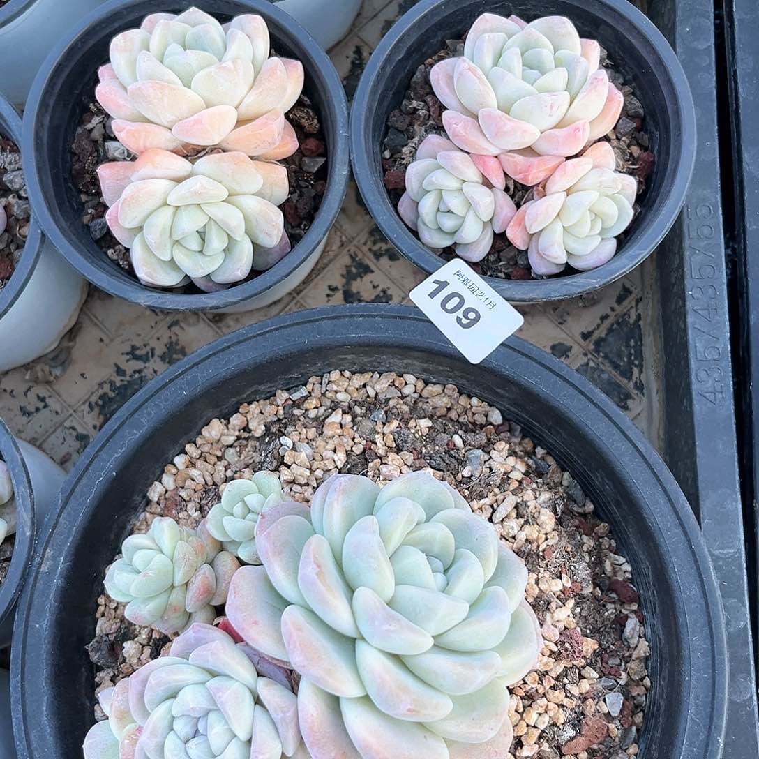 阿雅园艺。        脱土发货109