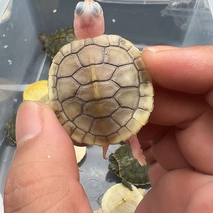 绿毛龟母巴西龟焦糖