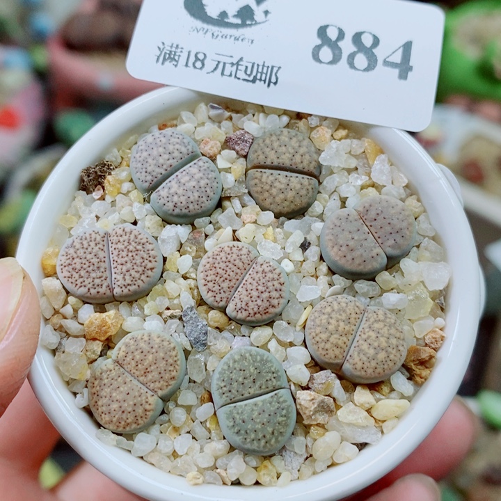 生石花花花花花花884