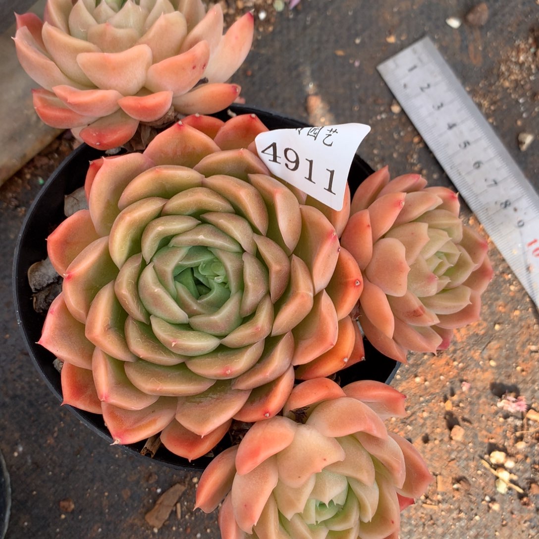 4911杂交多肉植物