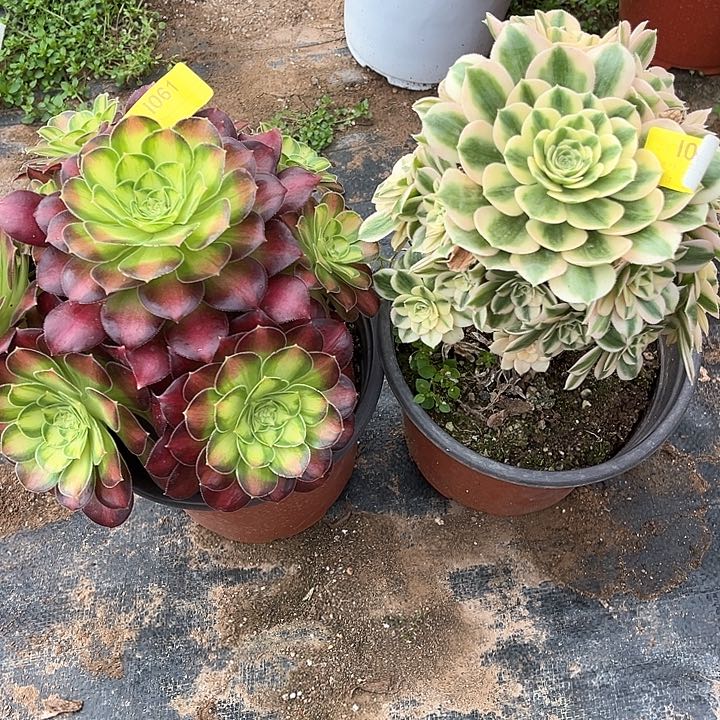 韶华迈巴赫两颗1061