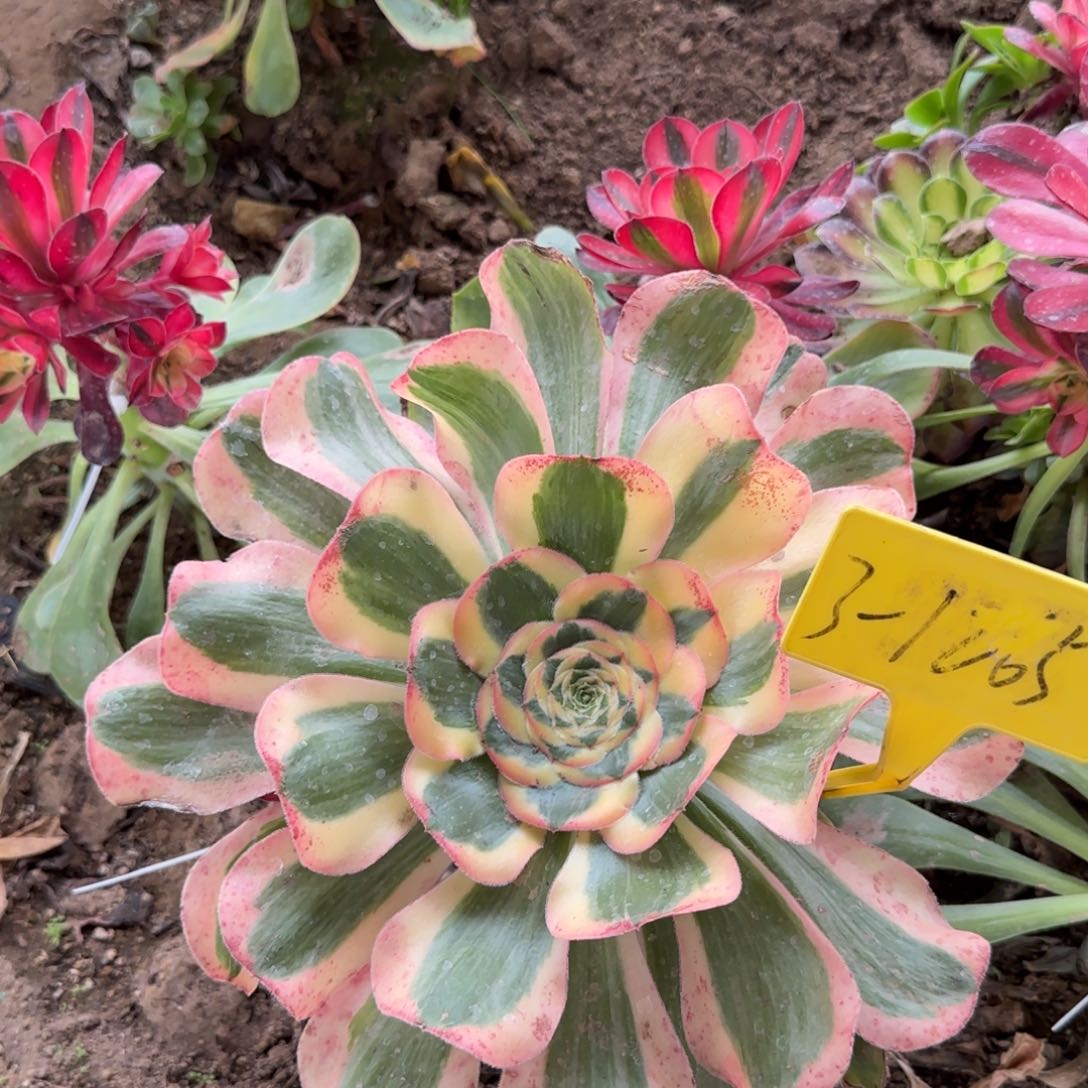 3-1265--+王妃多头多肉