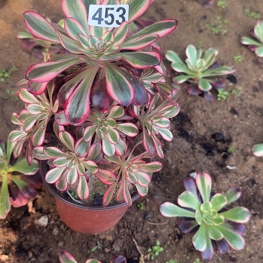 无花朵香奈儿453号不包断枝