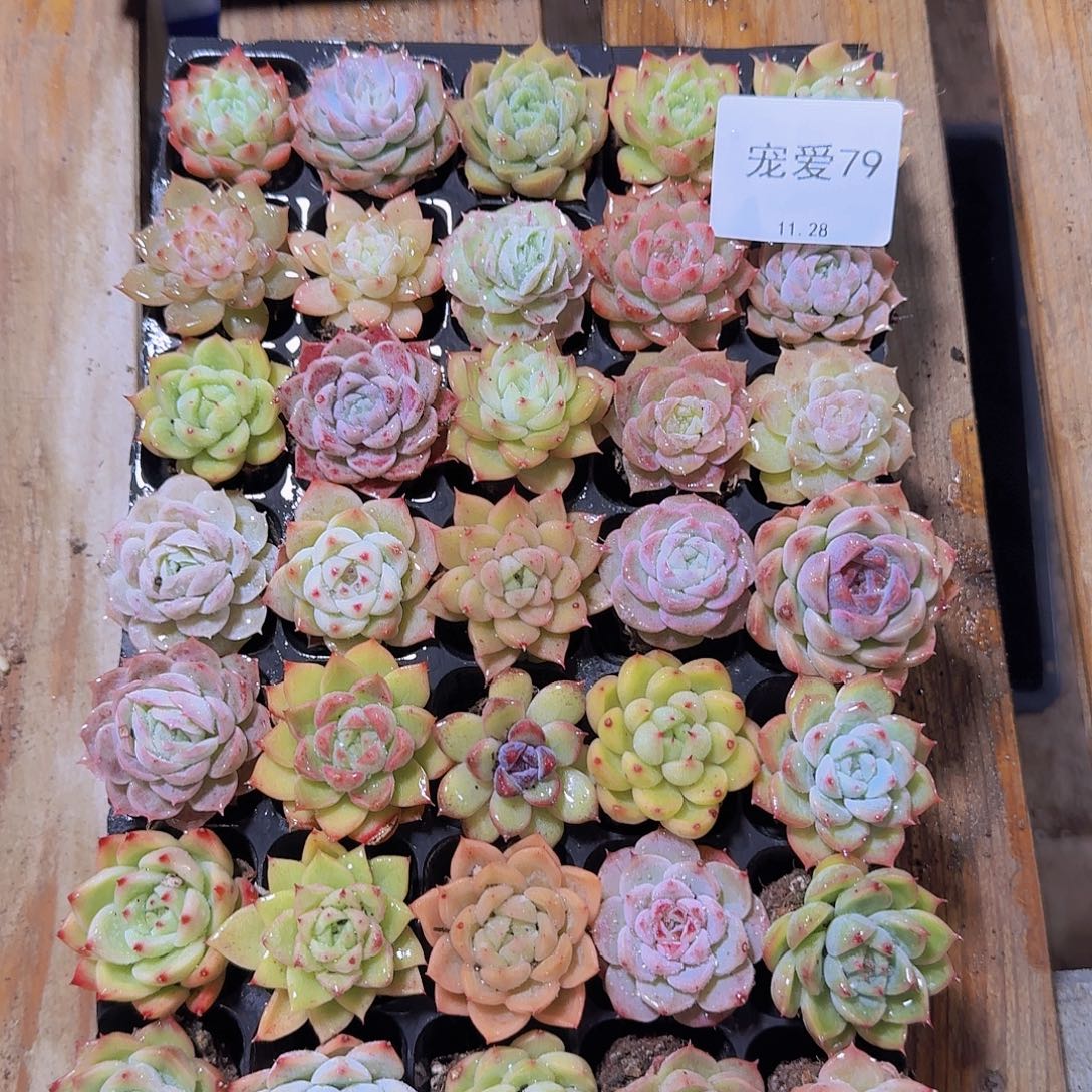 曾***少直播福利一物一拍79