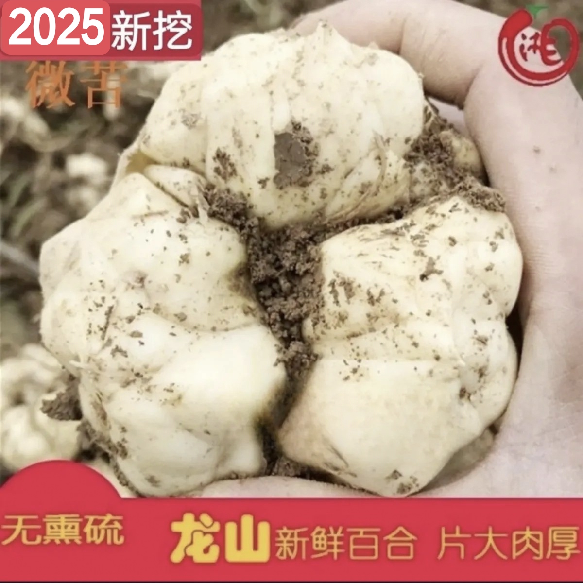 2斤包邮2025新鲜现挖龙山百合药食同源百合无硫微苦农家苦白合