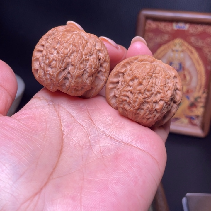 血麒麟   40尺    
