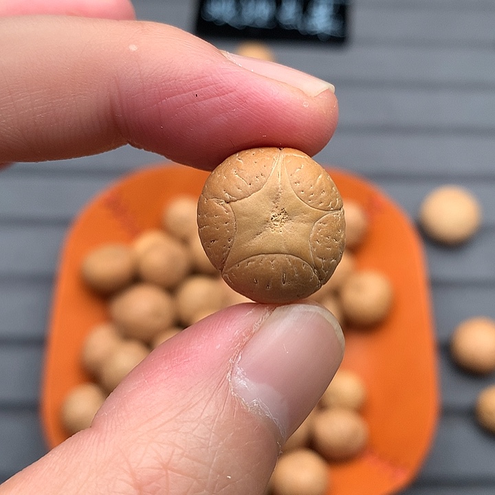 吊坠凤眼菩提18+五星，非质量问题开孔不退