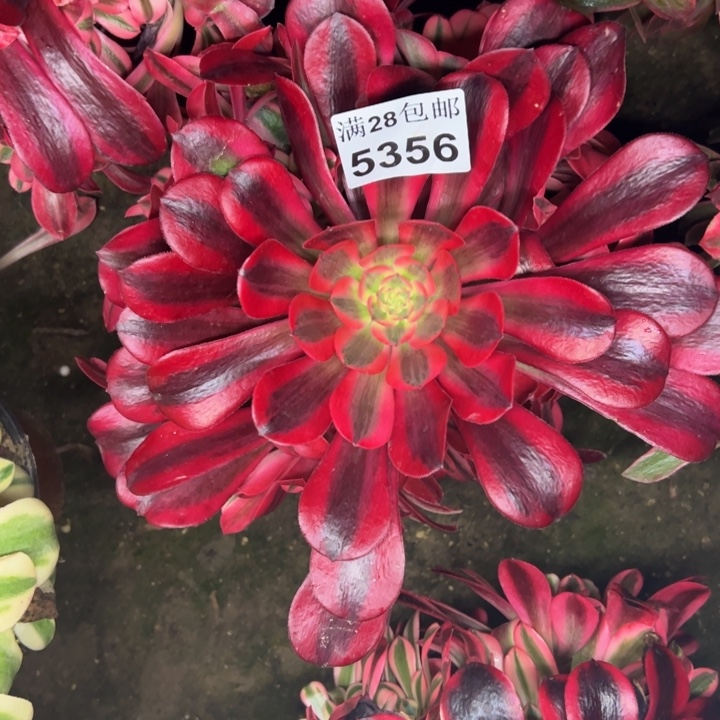 5356美杜莎多肉植物