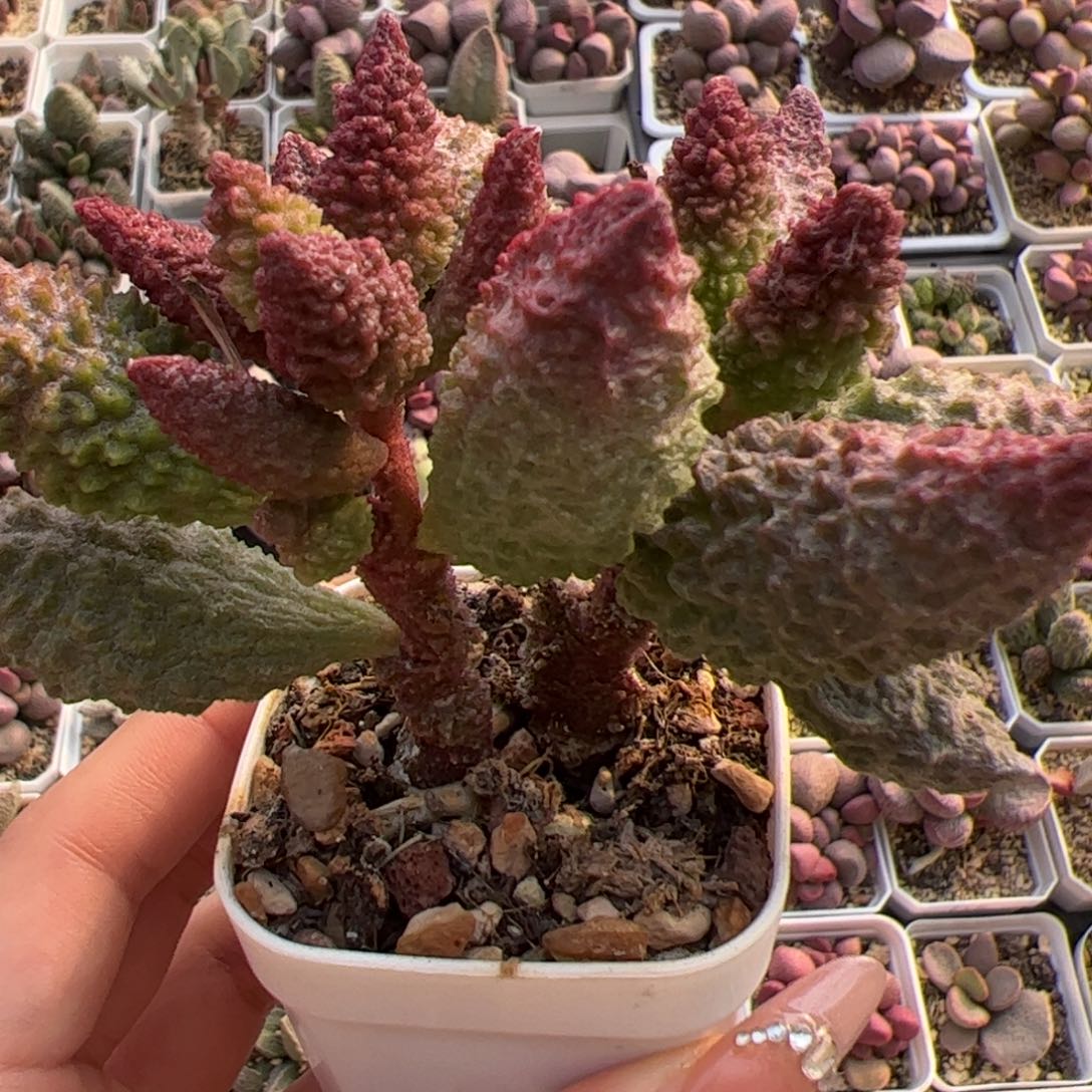 阿紫多头纯木质桩多肉植物