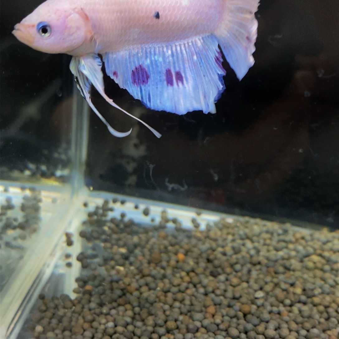 热带鱼公268巨斗