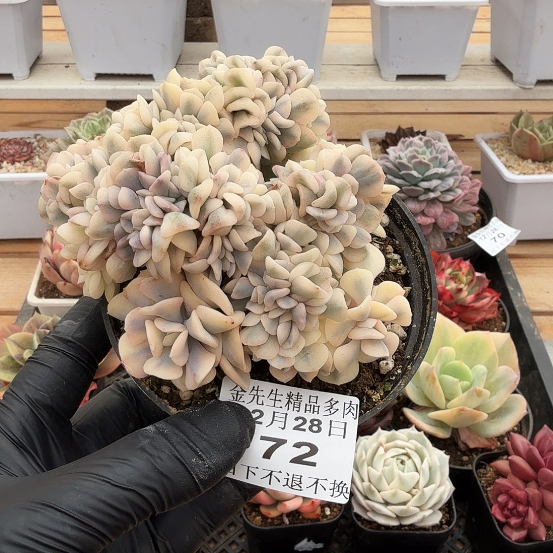 1228-72雪精灵锦缀