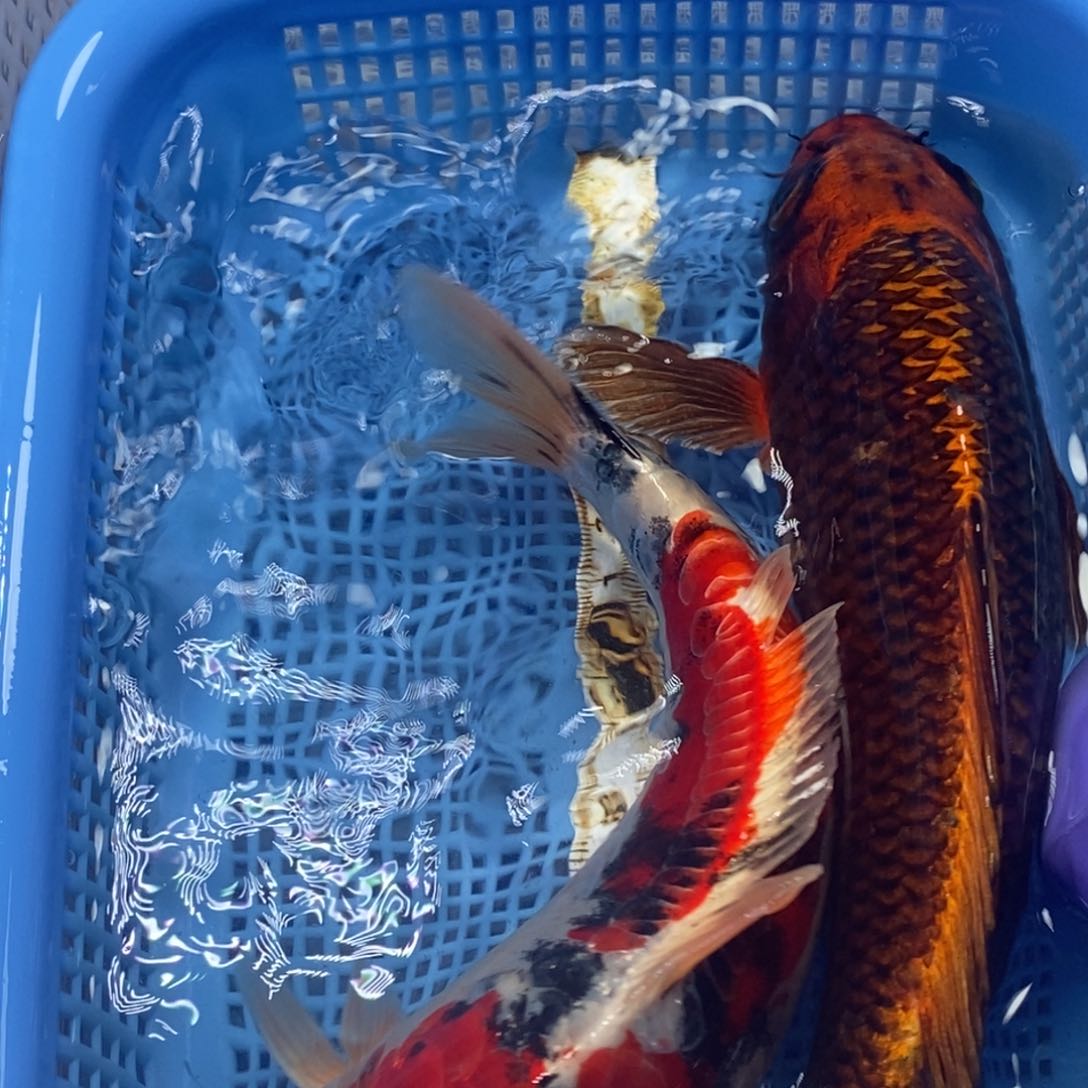 锦鲤冷水锦鲤包邮