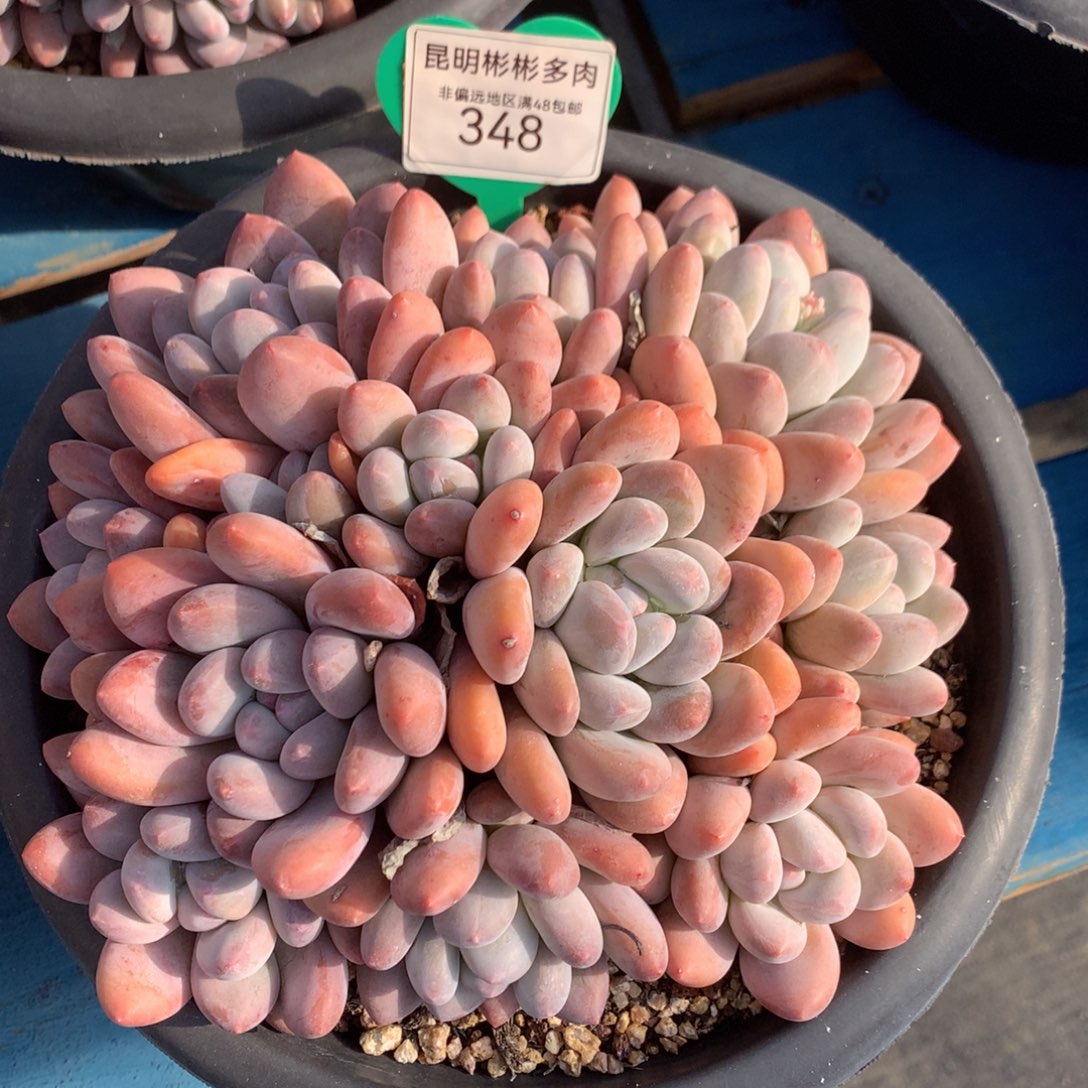 韩版香水矮桩平头348