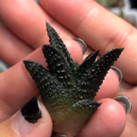 哥斯拉无根哈哈哈哈哈哈