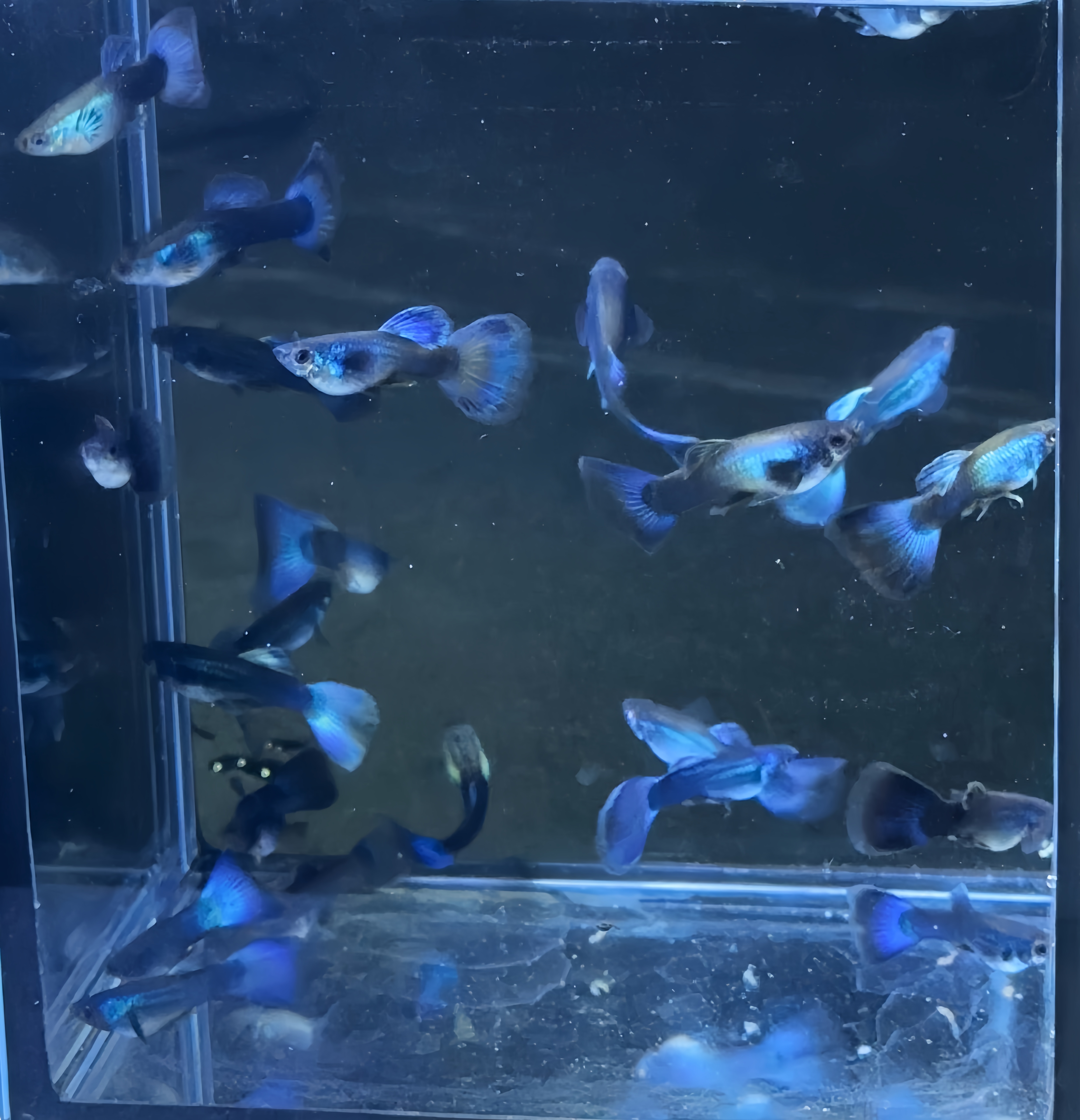 莫斯科冰蓝孔雀鱼热带小型观赏鱼