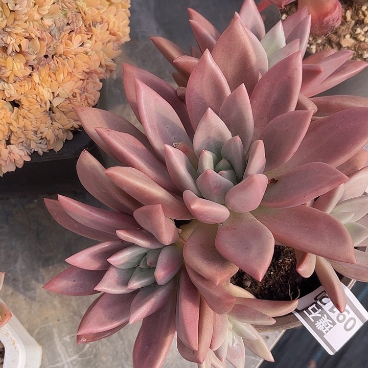 桃花源09120多肉植物