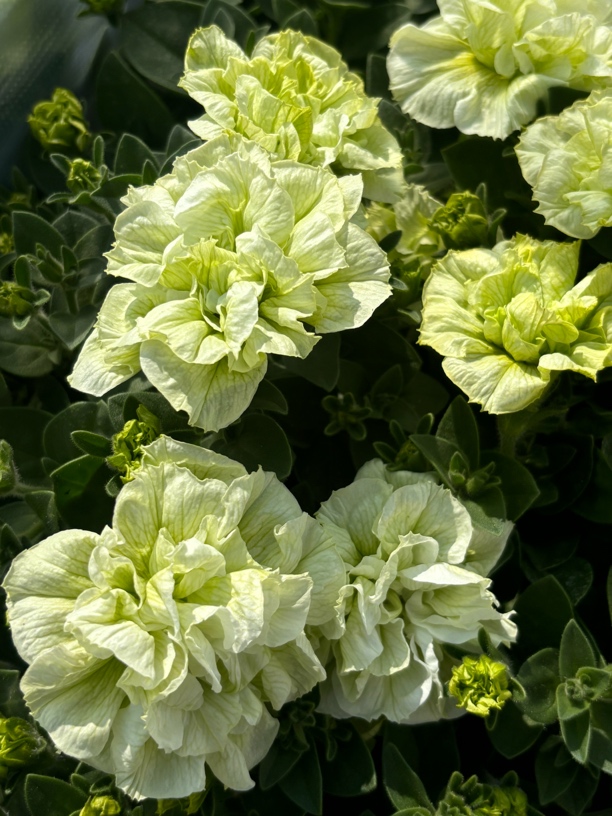 【重瓣矮牵牛】花期长 好养护 花量大 花色丰富