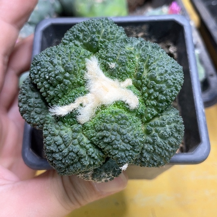 仙人球苗接菜花7公分043