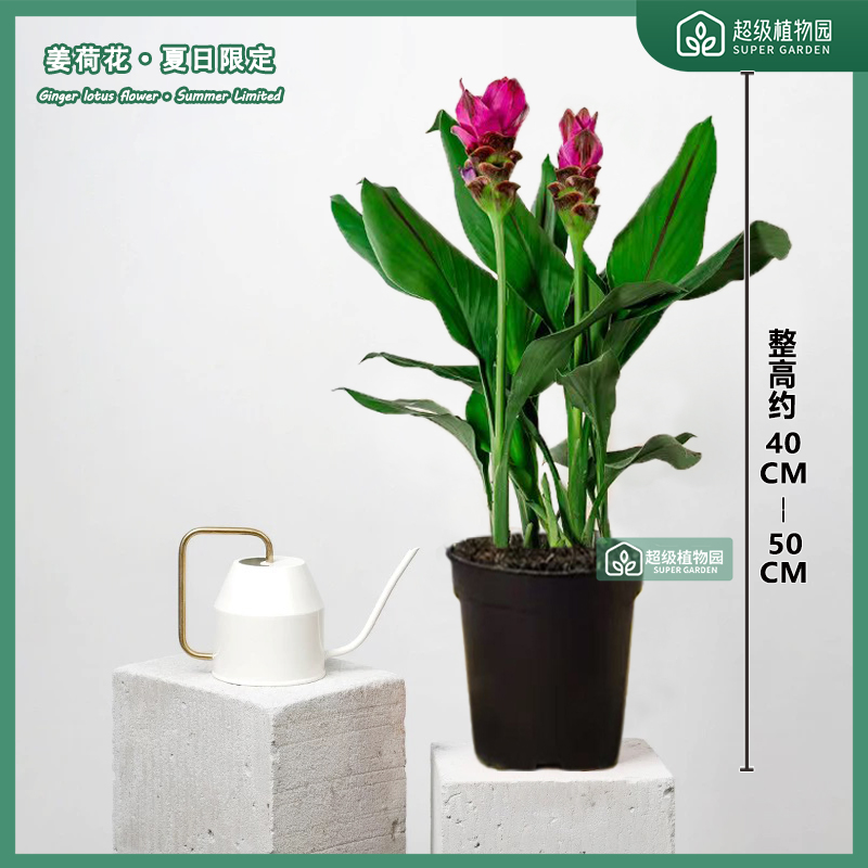 【高40-50带2-4花】姜荷花带花苞驱蚊室内好养四季开花花卉好养绿植