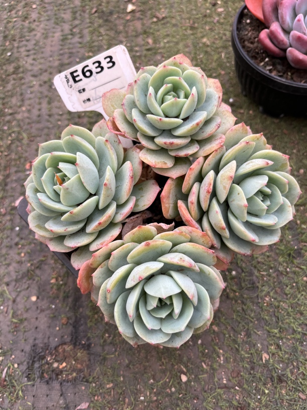 恋曲多肉一物一拍633