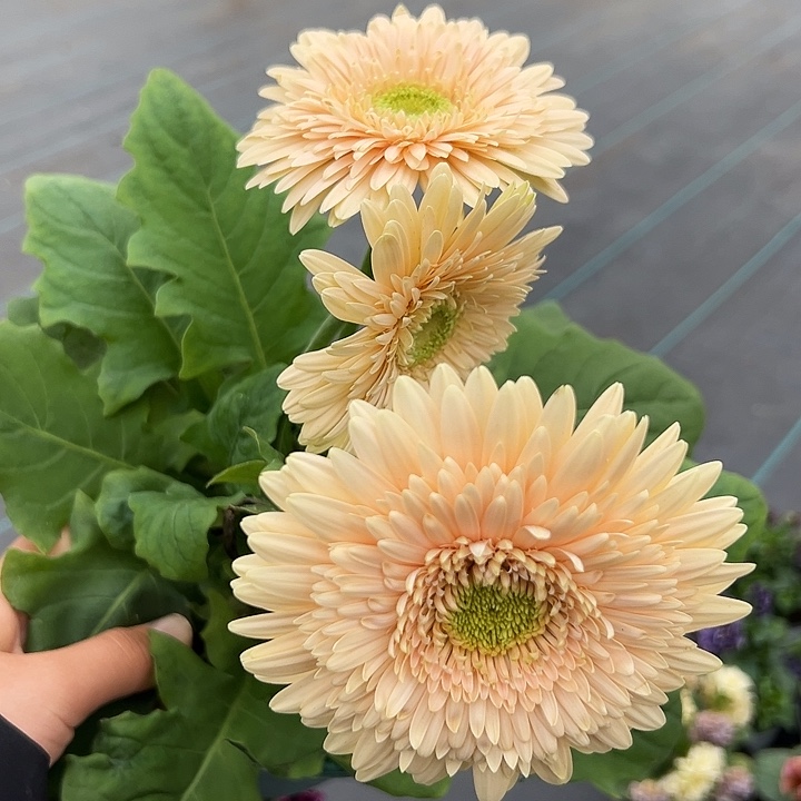 红陶抖音直播闪拍312