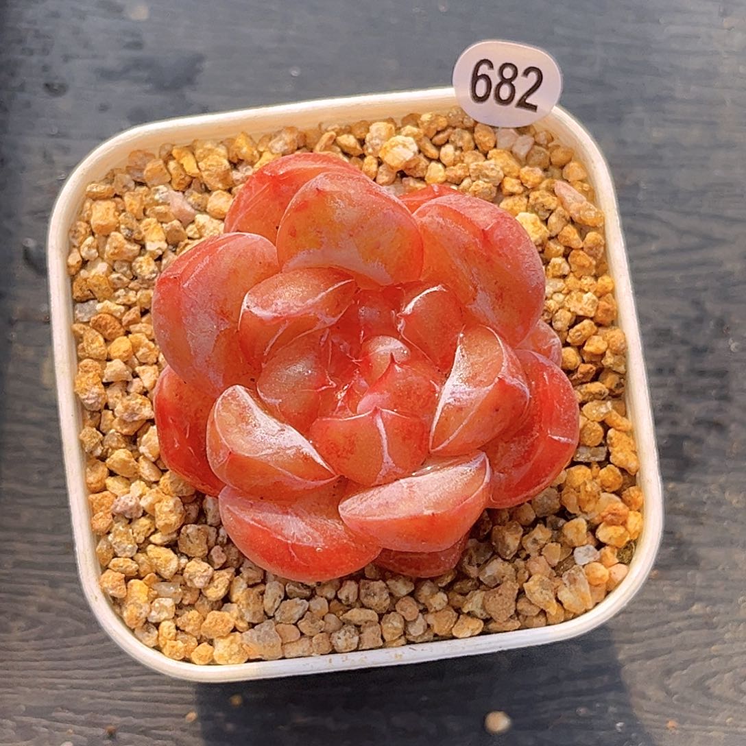 682  孤品珍妮多肉