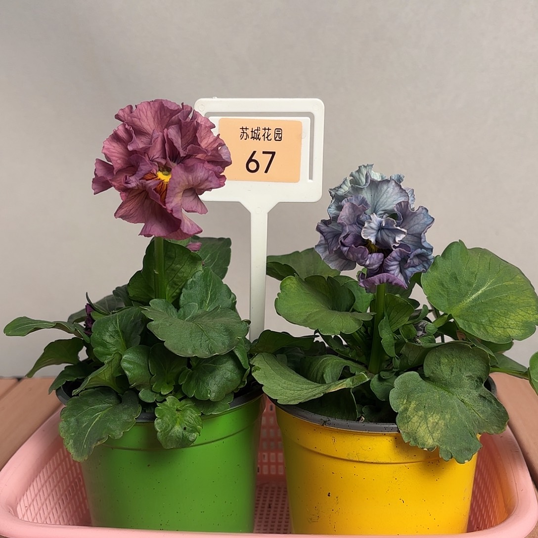 大部分开放少量花苞67