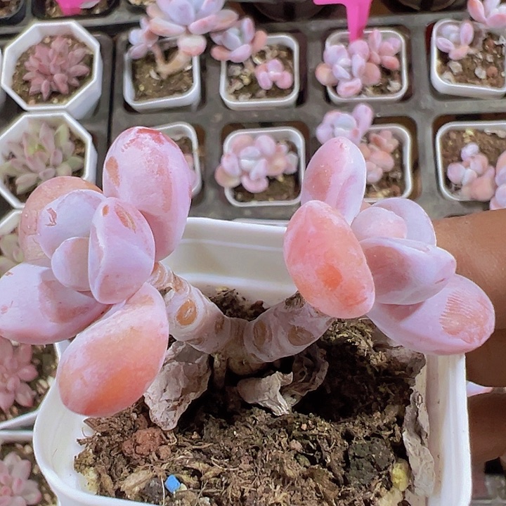 雪美人奶酪精品多肉