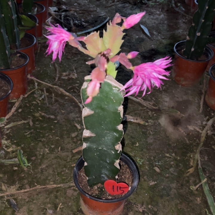 ～***～当前无花栽培后可以开花荷花妹妹115
