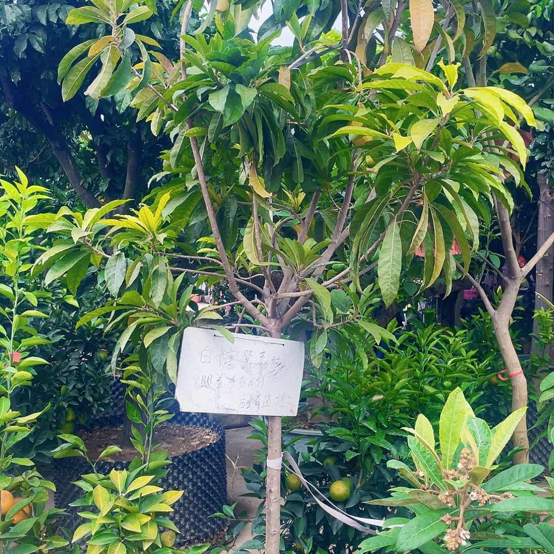 完全开放D1111111111