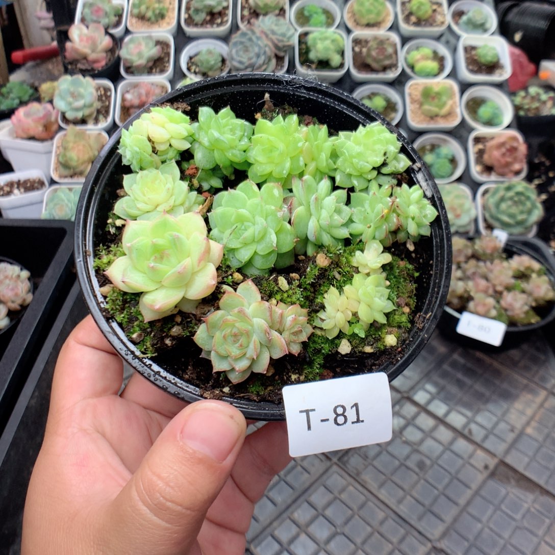 无花朵T81英语英语
