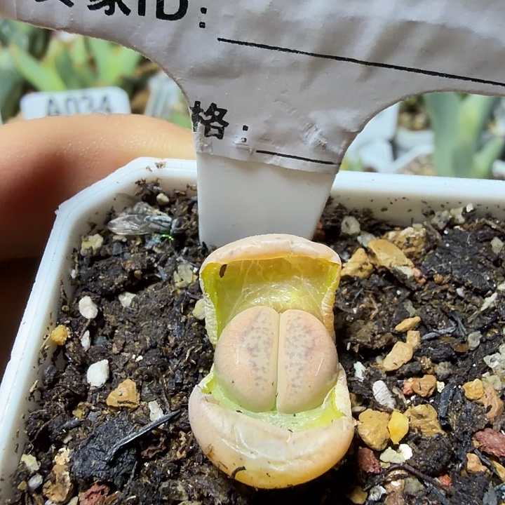 欢***猫120。多肉植物的生长