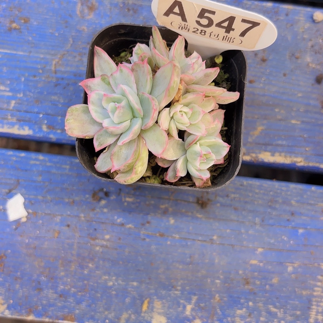 A547伯克利锦一物一拍