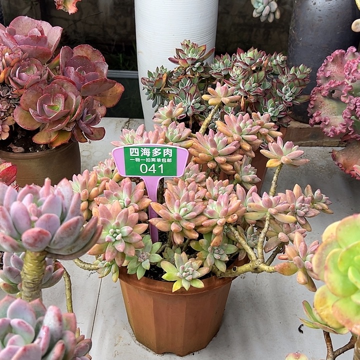 @****秋丽多肉植物的041