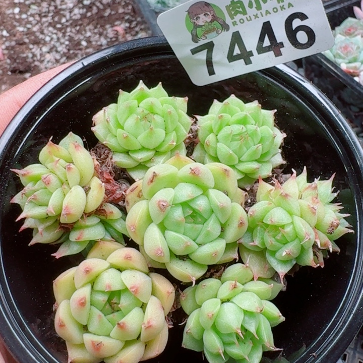 多肉植物多肉植物