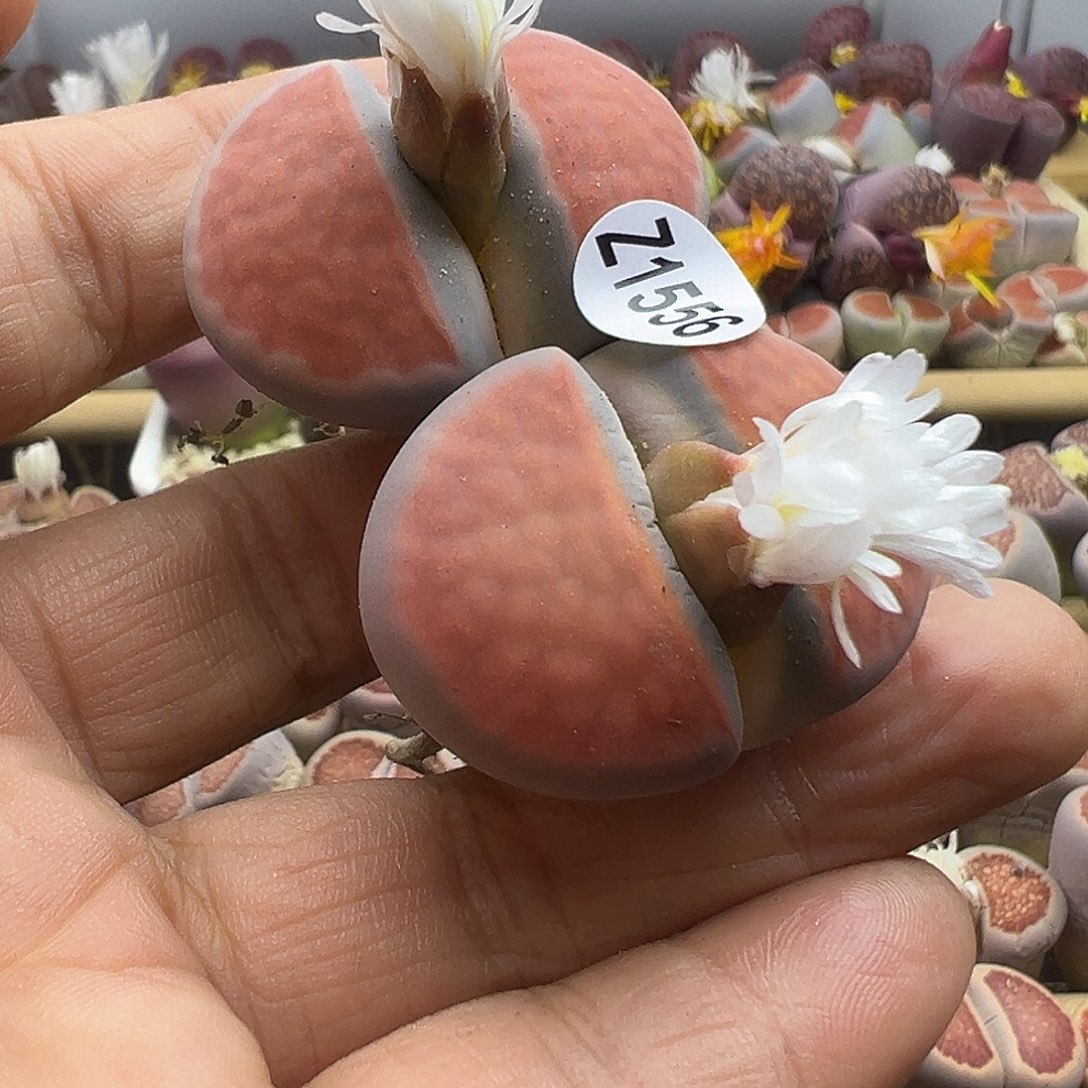 飞*1556炸了11111111111111