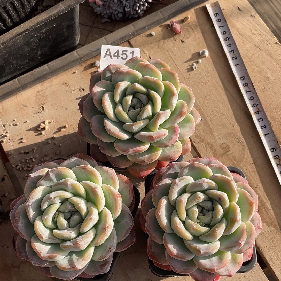 451多肉植物多肉植物
