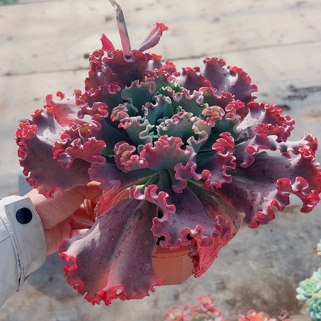 女王花笠大单头精品特价