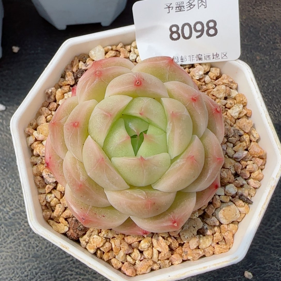 碧海珍妮，8098多肉植物