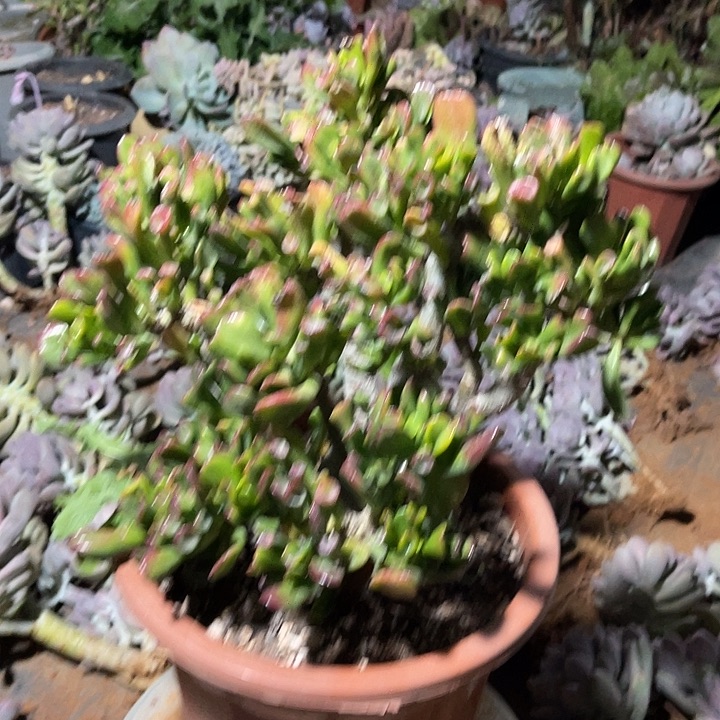 乌***台马蹄吸财树整棵桩子