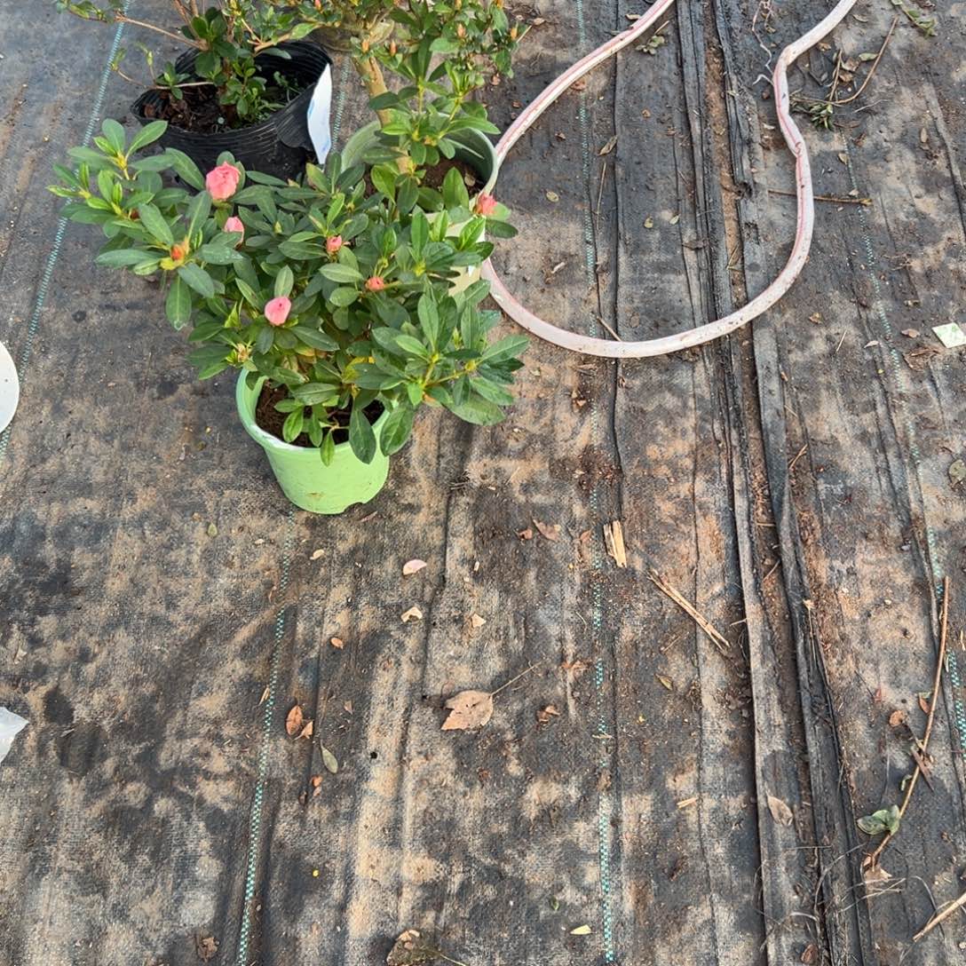 可***群完全开放桃梅锦杜鹃