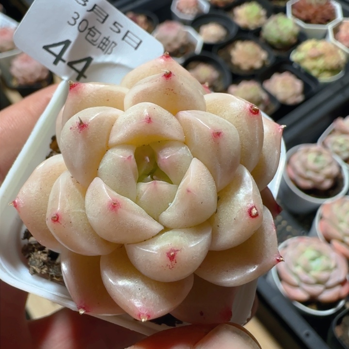 白体包子麦秆单头一颗