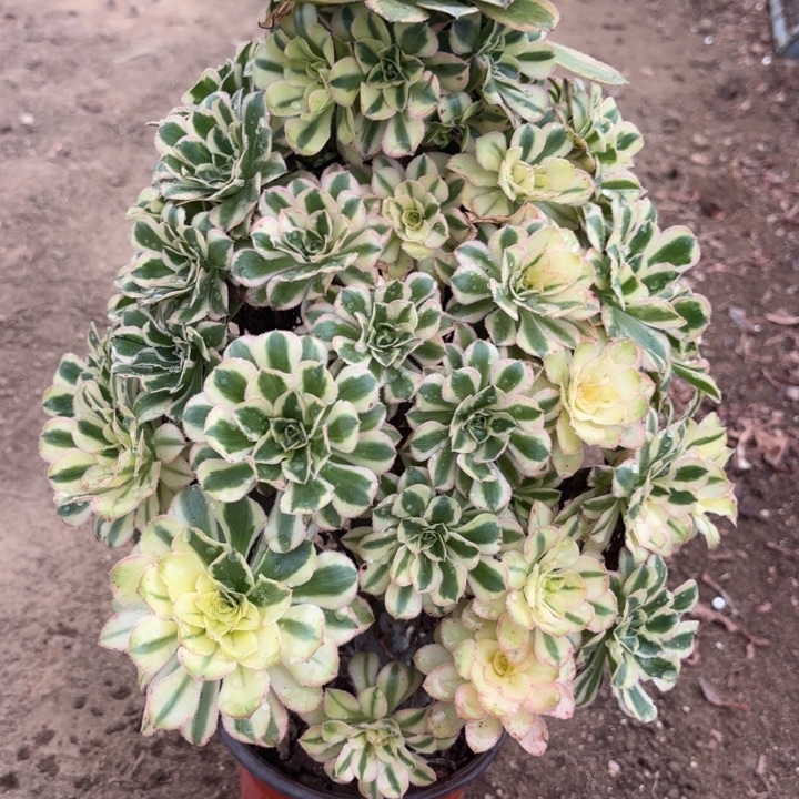 孔***羽白兰地多肉法师不包损53