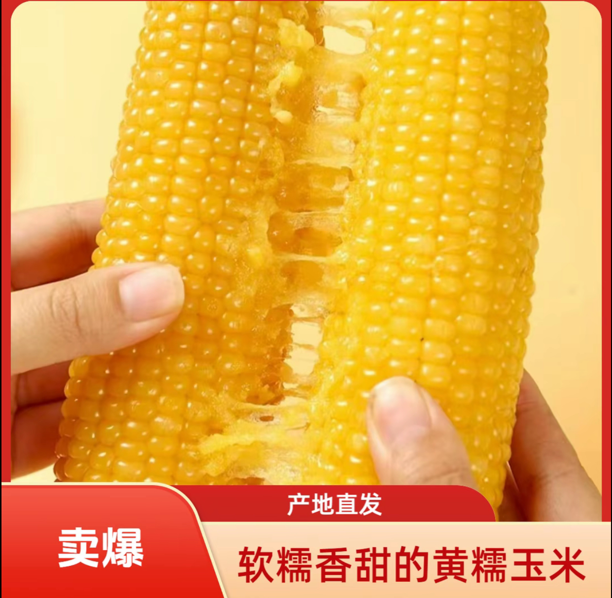 【整箱12根 试吃3根】东北现采现摘黄糯玉米软糯香粘甜