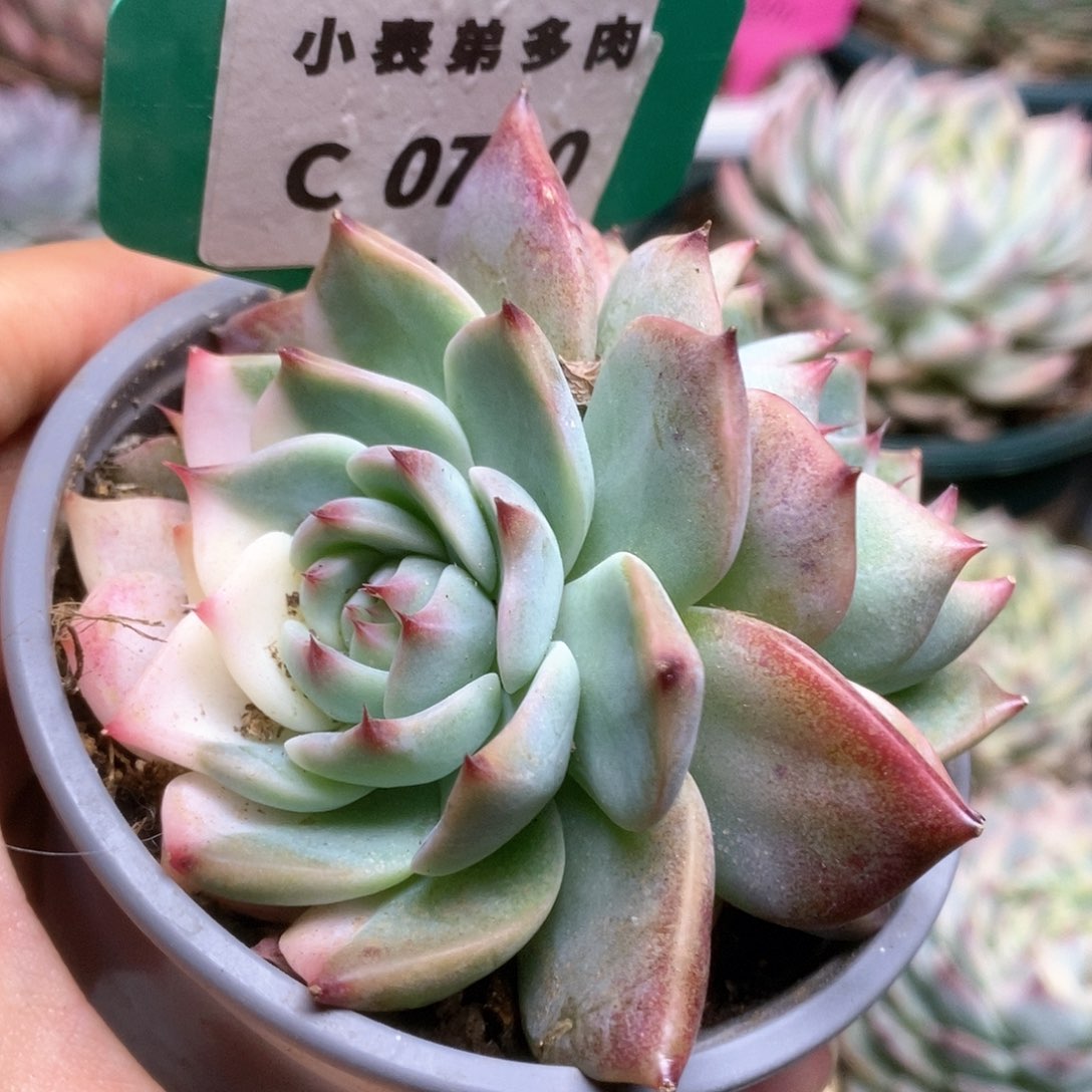 C710锦锦锦锦锦锦锦