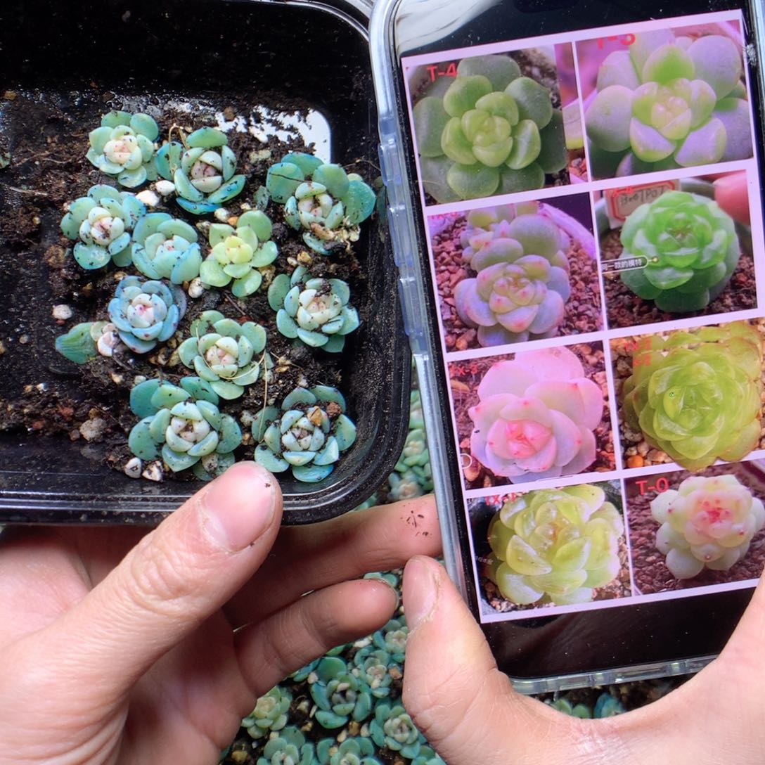 无花朵甜心混10颗量拍yyyy